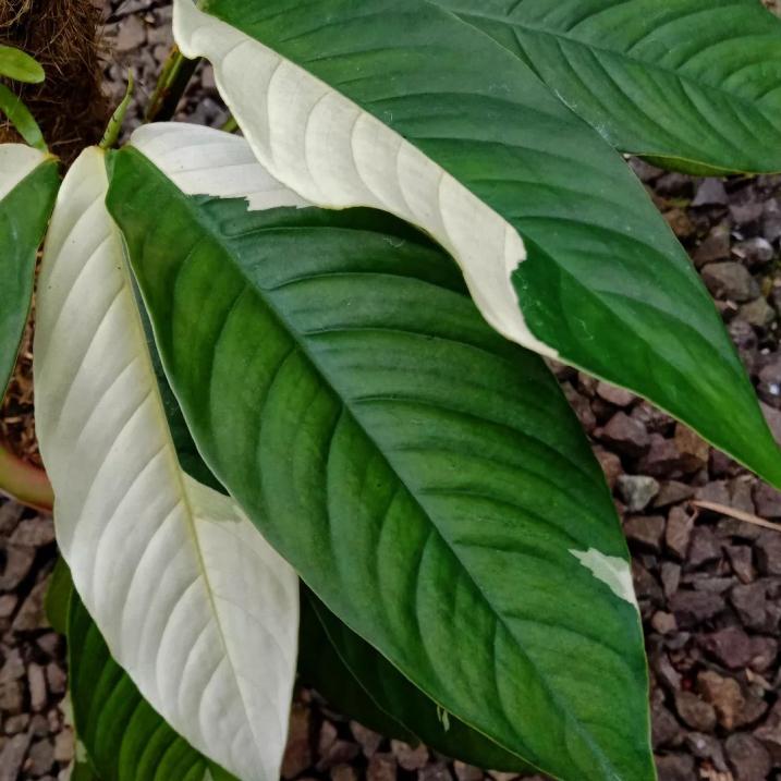 Rhaphidophora Foraminifera Variegated | PLNT